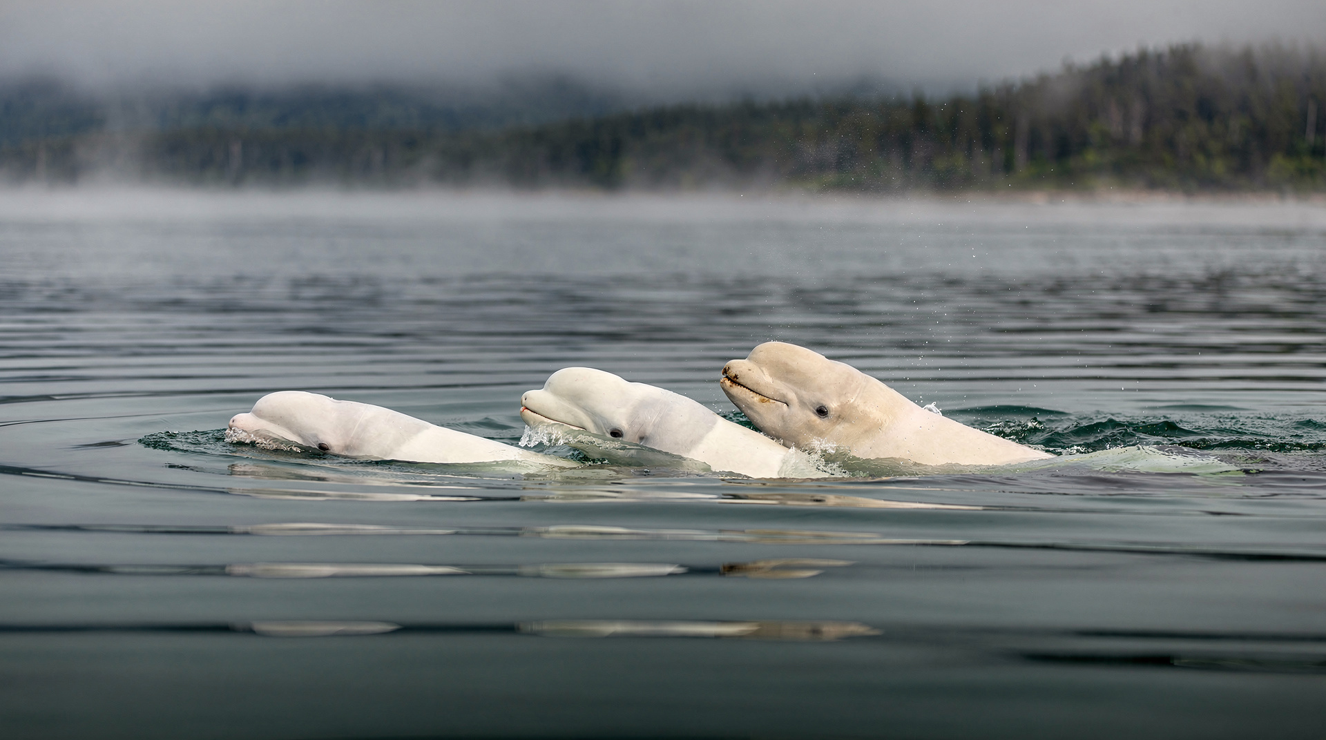 Rencontre avec les baleines à Tadoussac : la rencontre avec les bélugas — Observation de bélugas à Pointe-Noire et croisière de 3 heures à Tadoussac, juil