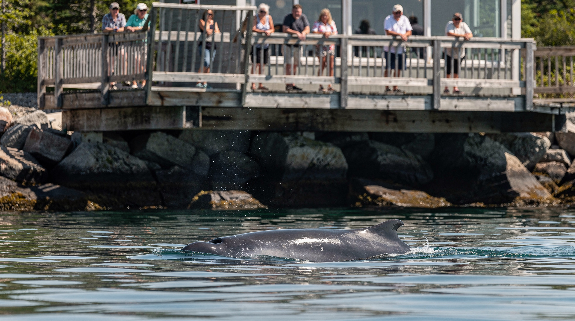 Quel est le meilleur mois pour voir les baleines à Tadoussac ? — Quel mois pour les baleines à Tadoussac ? Espèces par mois, pourquoi juillet-aoû