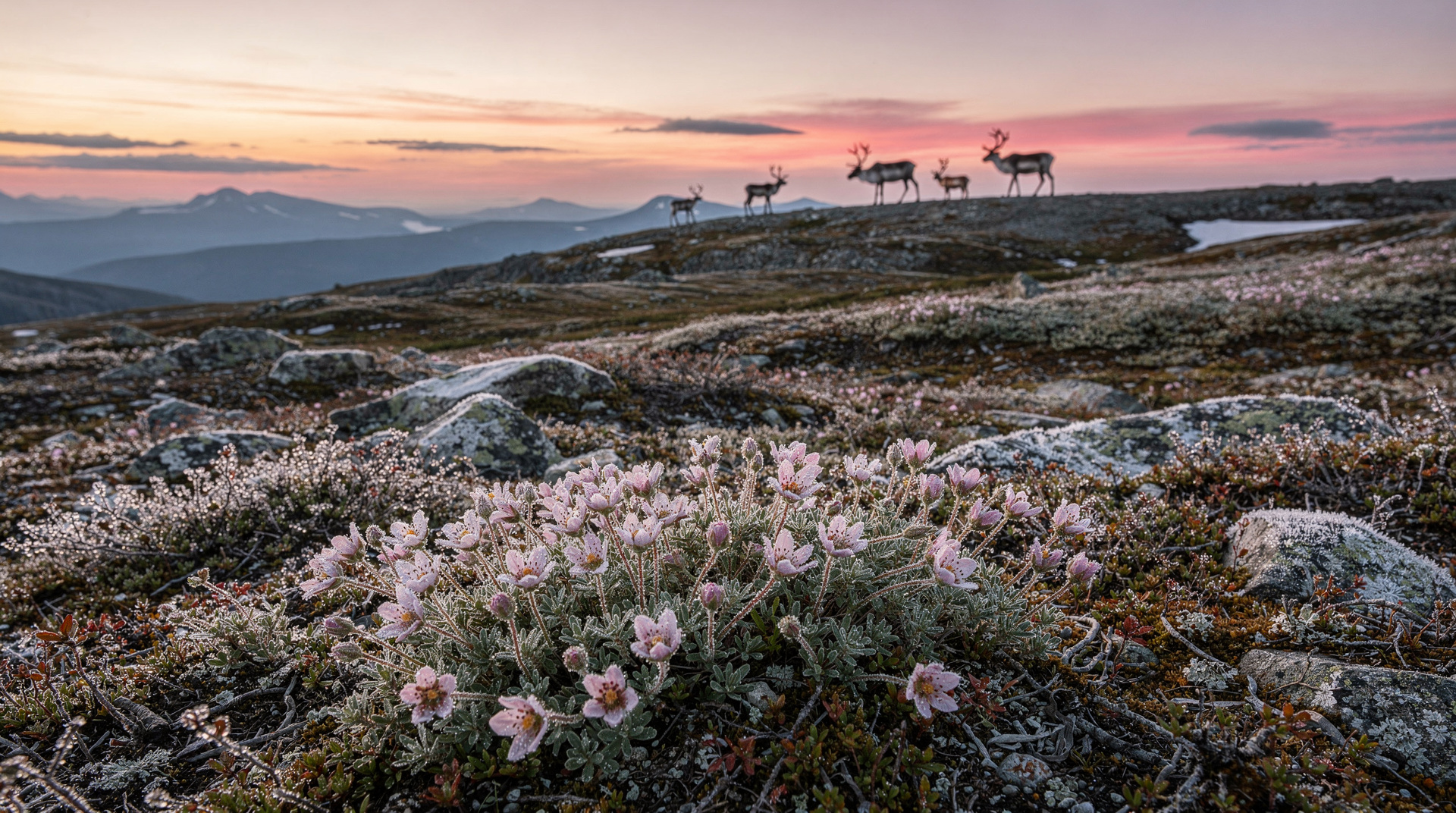 Montañas Chic-Chocs: la cordillera más salvaje de Québec — Chic-Chocs en Gaspésie: picos altos al este de las Rocosas, la última manada de 