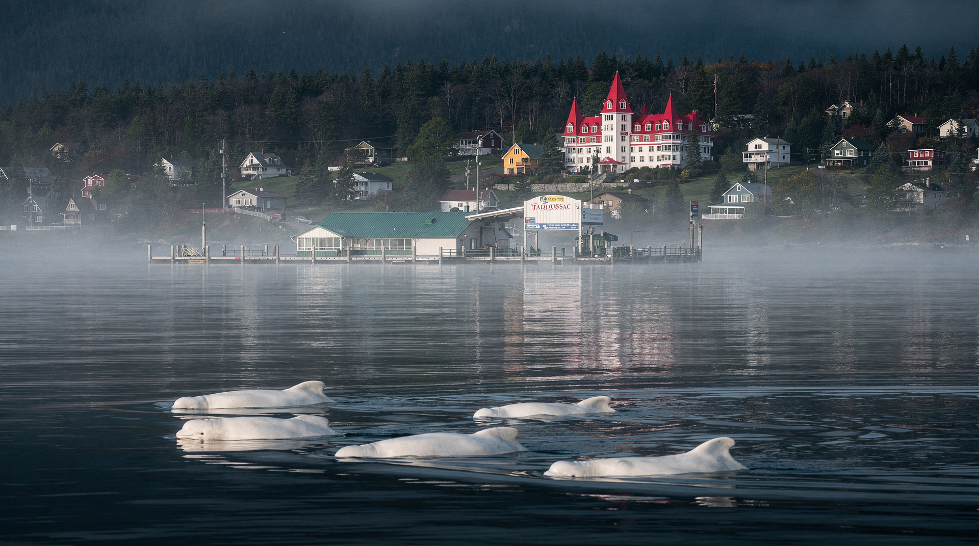 De Québec City a Tadoussac para ver ballenas: ¿es viable como excursión de un día? — Excursión de Québec City a Tadoussac: 3h en coche + ferry, opciones de ballenas,