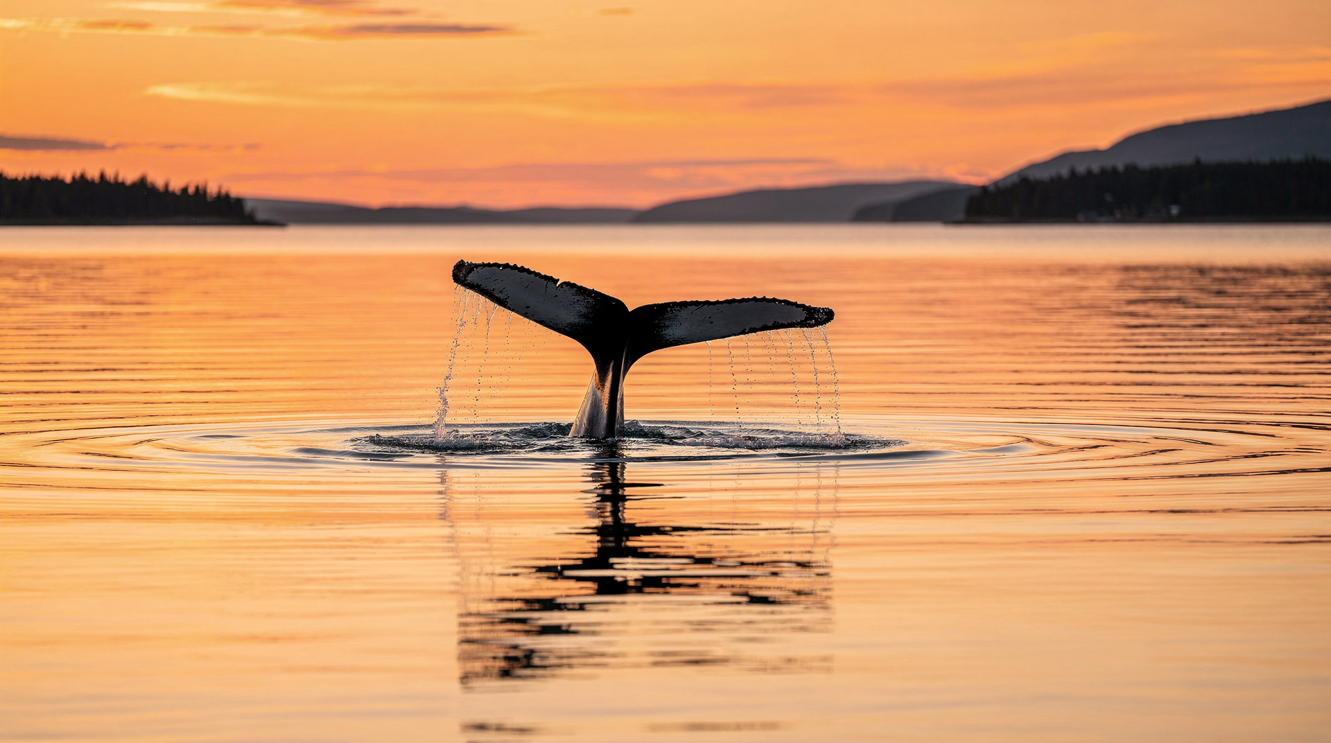 Québec en août : baleines au maximum, foules au maximum, prix au maximum — Août au Québec, c'est le maximum de tout — baleines, festivals, chaleur et prix.