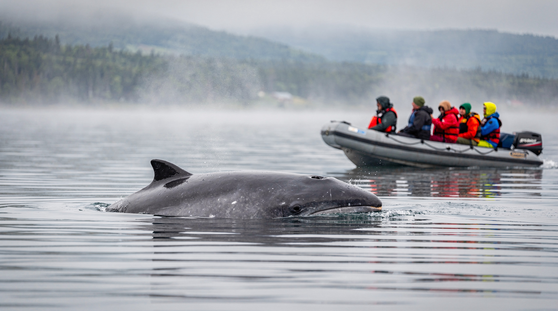 Québec en juin : la haute saison des baleines commence, les festivals s'animent — Juin au Québec : baleines à l'apogée, Fête nationale du Québec (Saint-Jean-Bapti