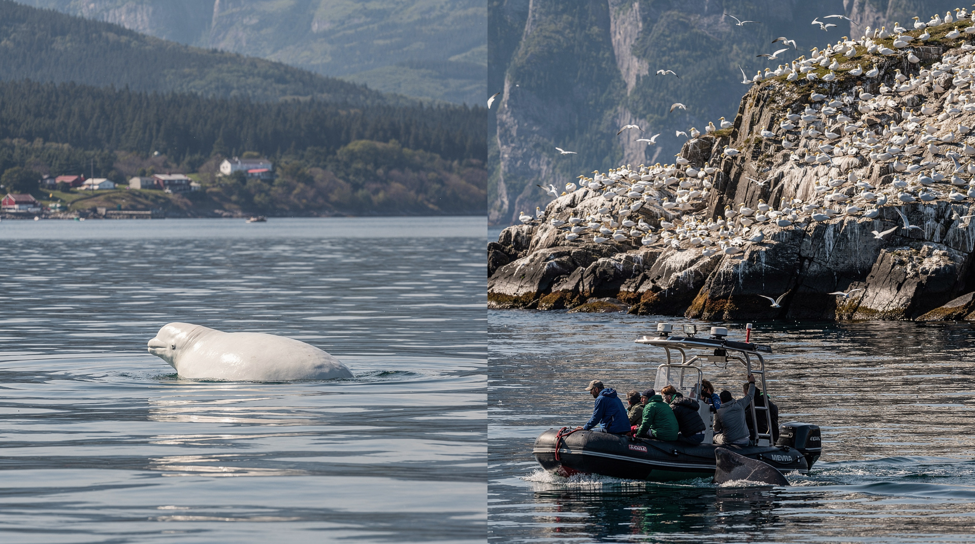 Tadoussac vs Percé : où observer les baleines au Québec — Tadoussac vs Percé pour les baleines : comparaison honnête de l'accès, des espèc