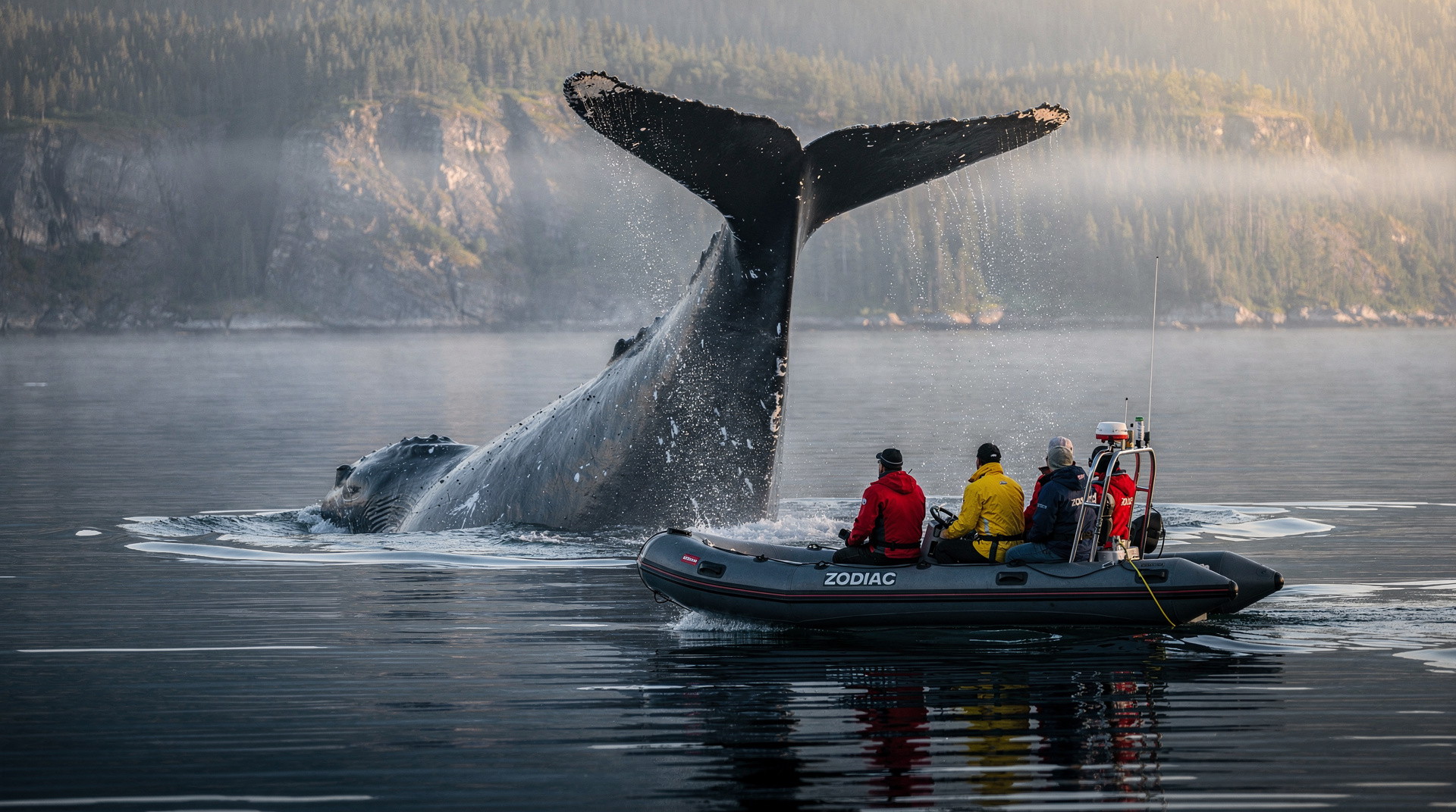 Avistamiento de ballenas en Tadoussac: zodiac vs barco grande — Zodiac vs barco grande en Tadoussac: comparación honesta de experiencia, precio,