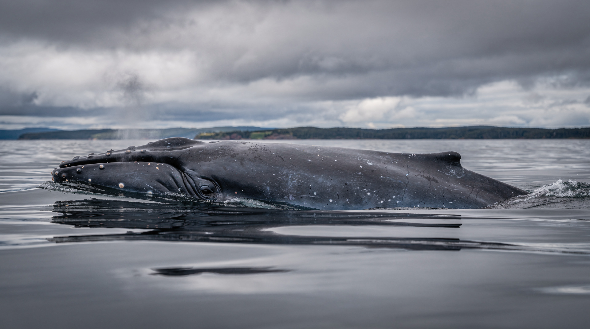 Ballenas del Saint-Laurent: 13 especies que puedes ver — Las 13 especies de ballenas y delfines del estuario del Saint-Laurent cerca de T