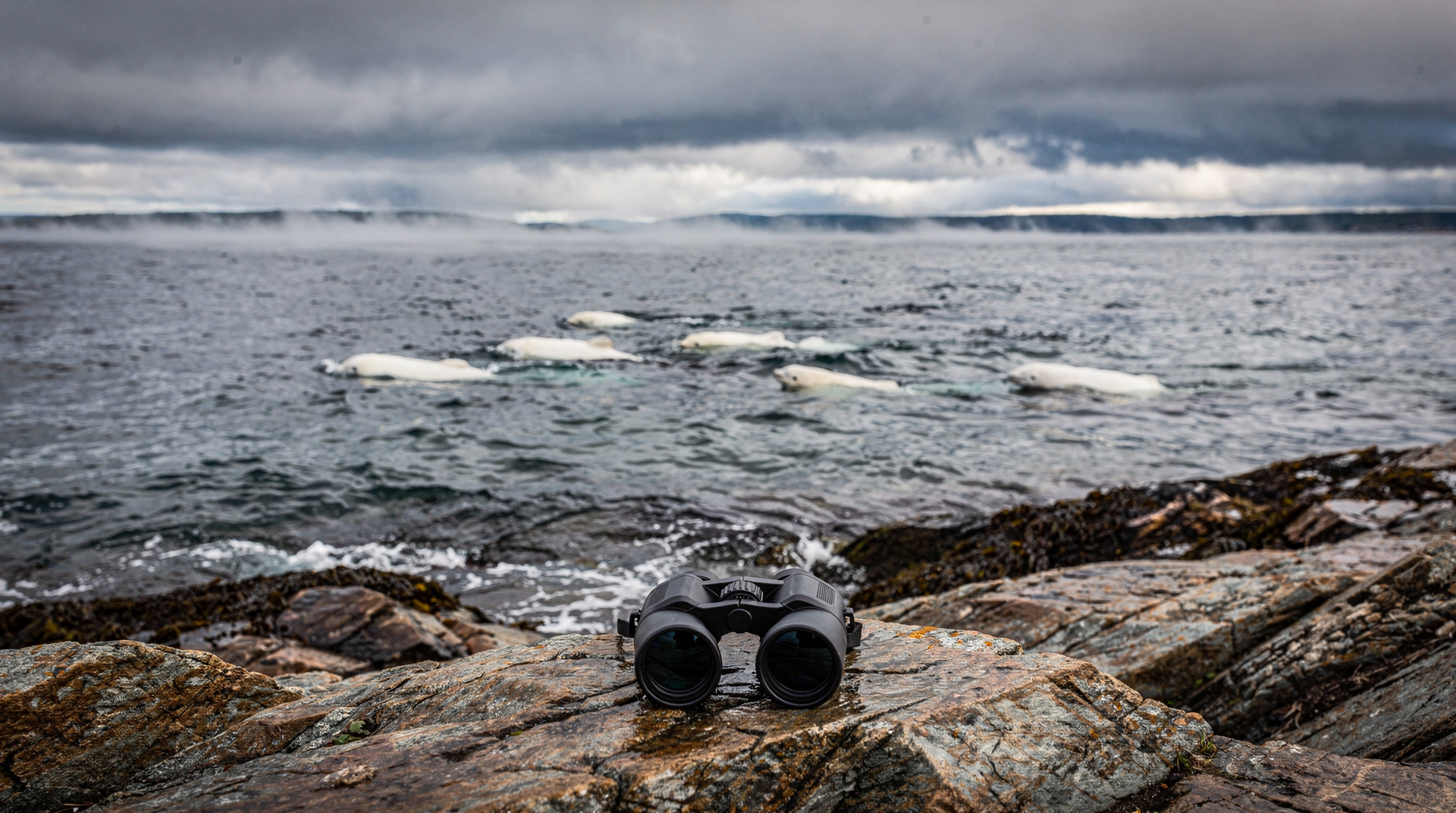 Avistamiento de ballenas desde la orilla: Bergeronnes y Les Escoumins — Ver ballenas desde la orilla en Québec sin barco: Cap-de-Bon-Désir, Bergeronnes,